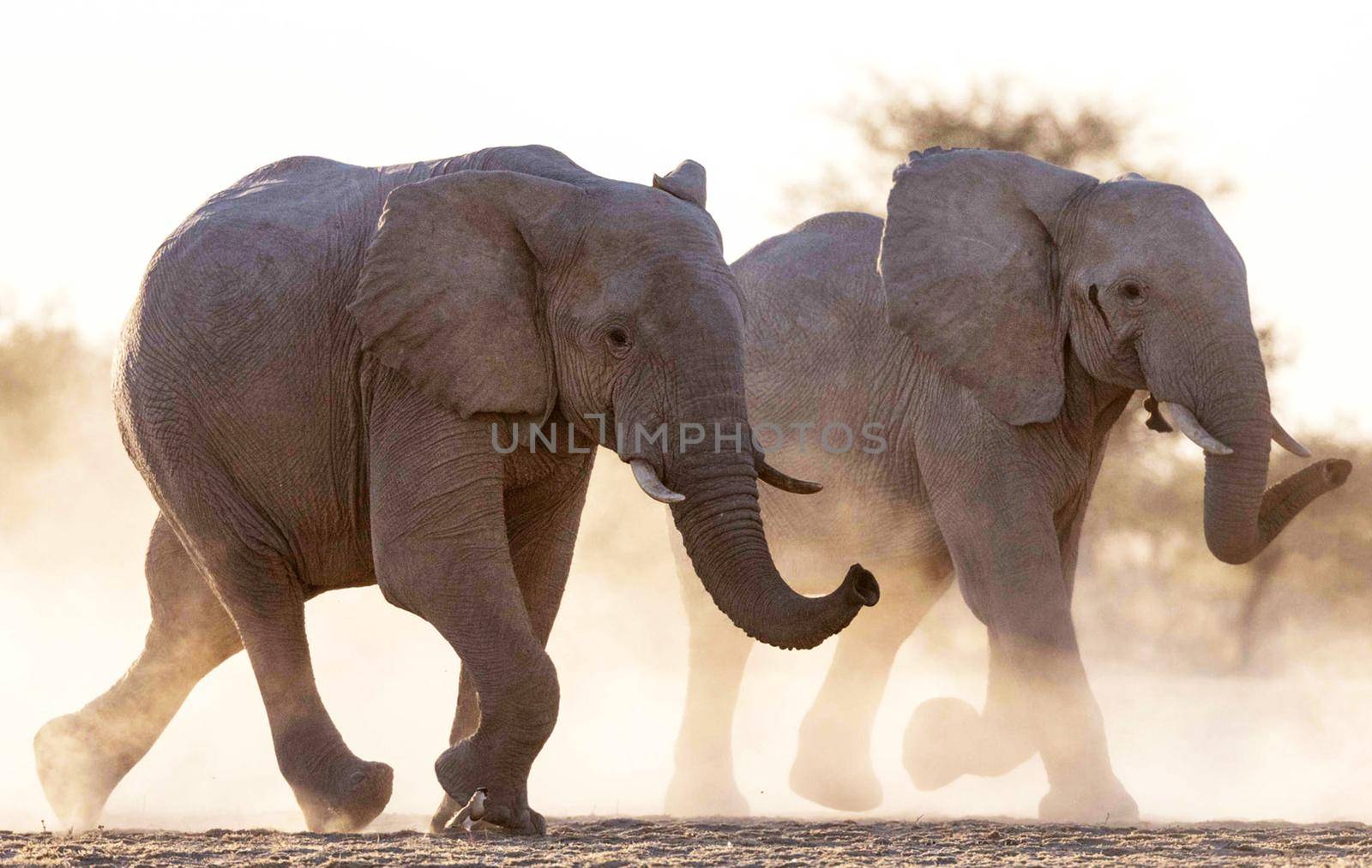 Beautiful Elephant  in national park