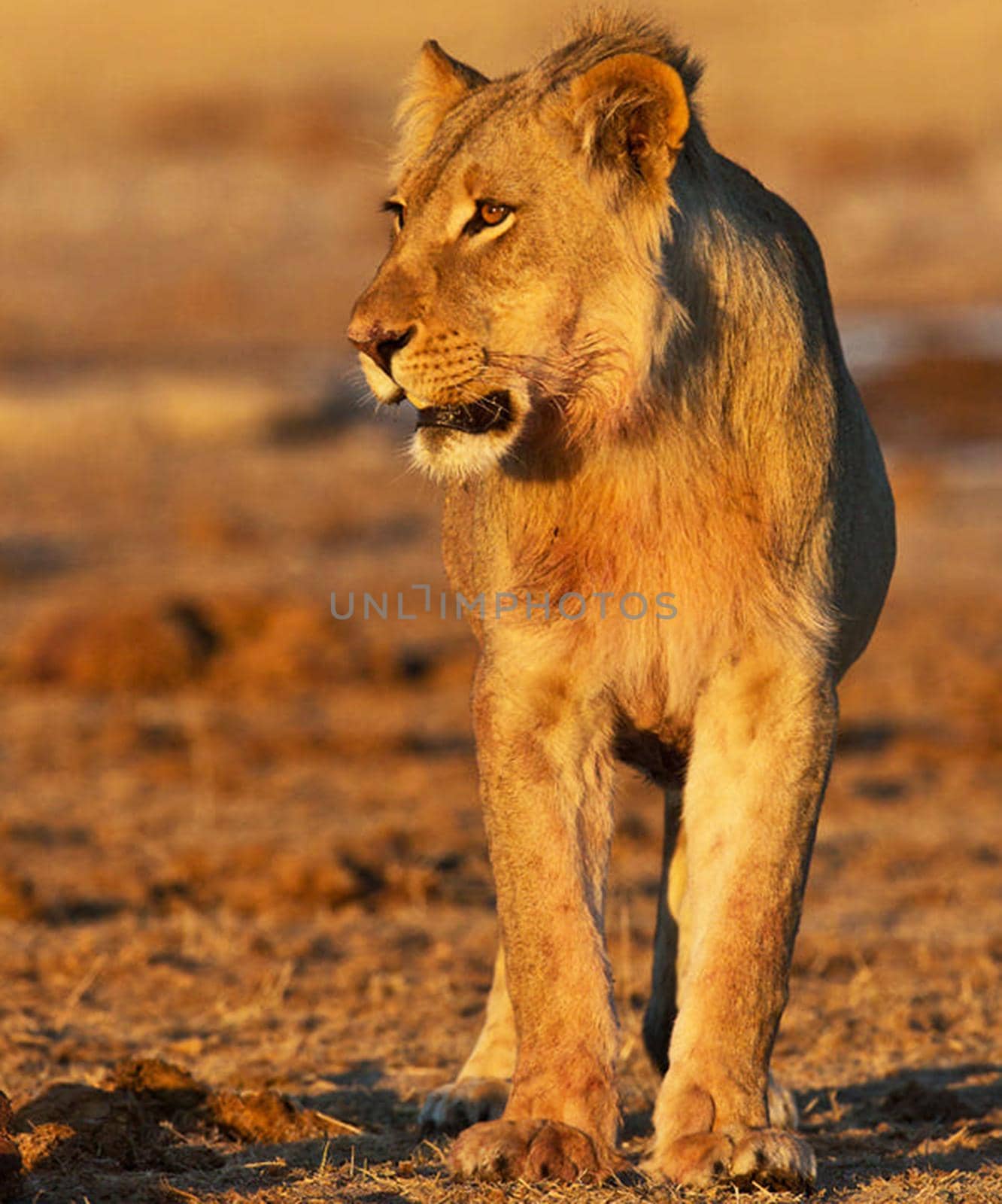 Beautiful lioness in the nature