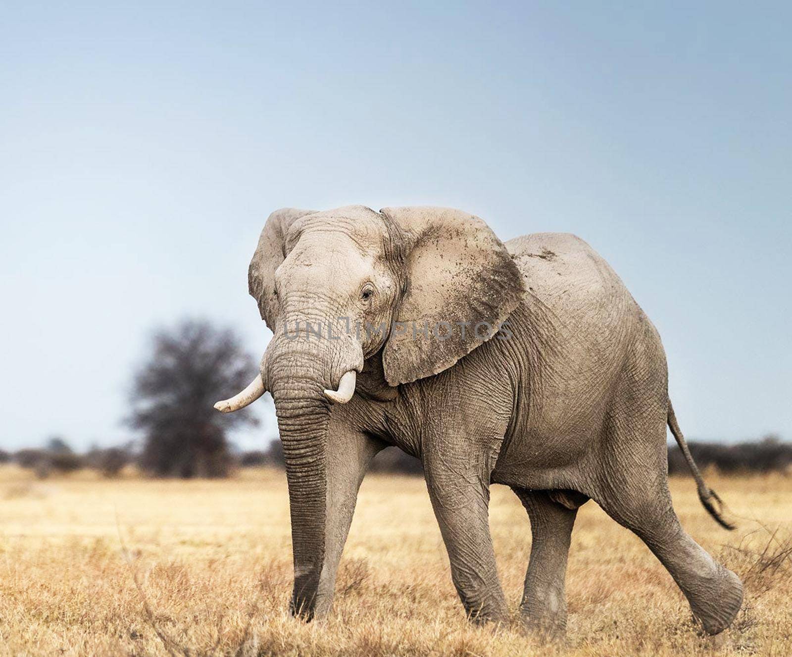 Beautiful Elephant  in national park