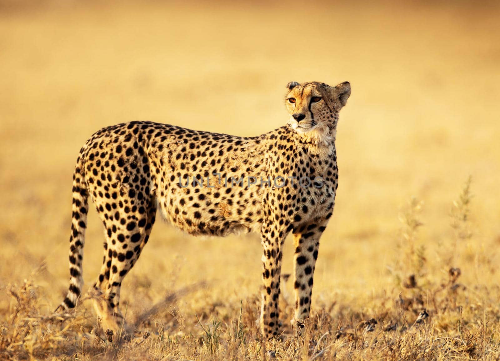 Beautiful cheetah in Wildlife