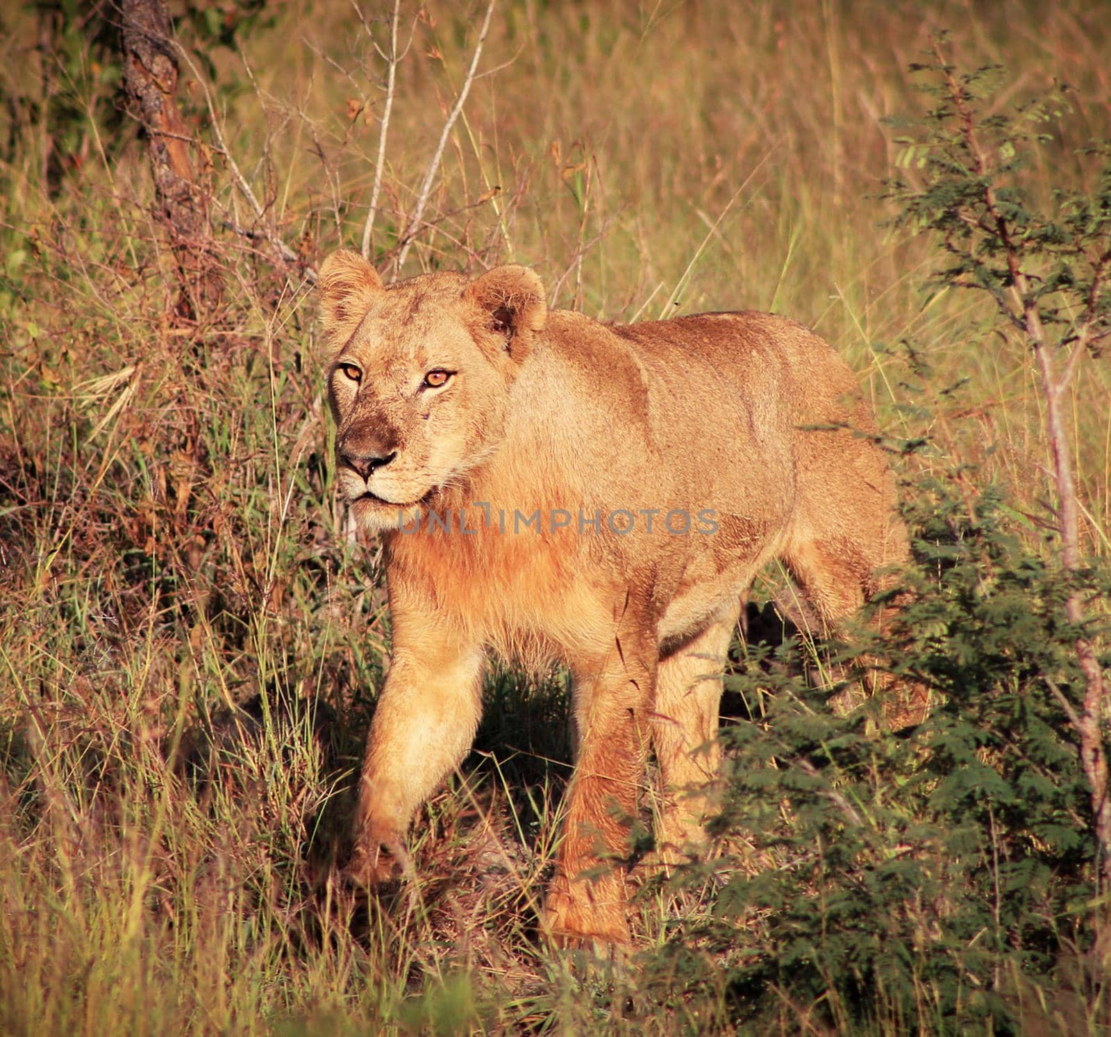 Beautiful lioness in the nature