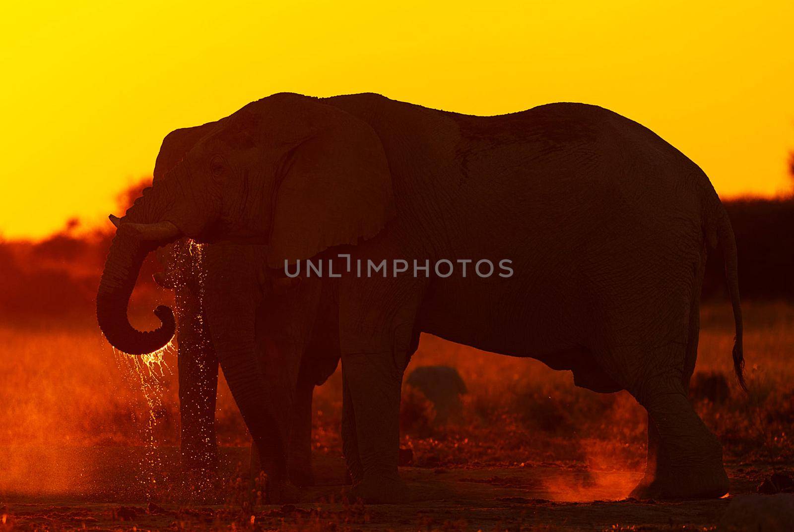 Beautiful Elephant  in national park