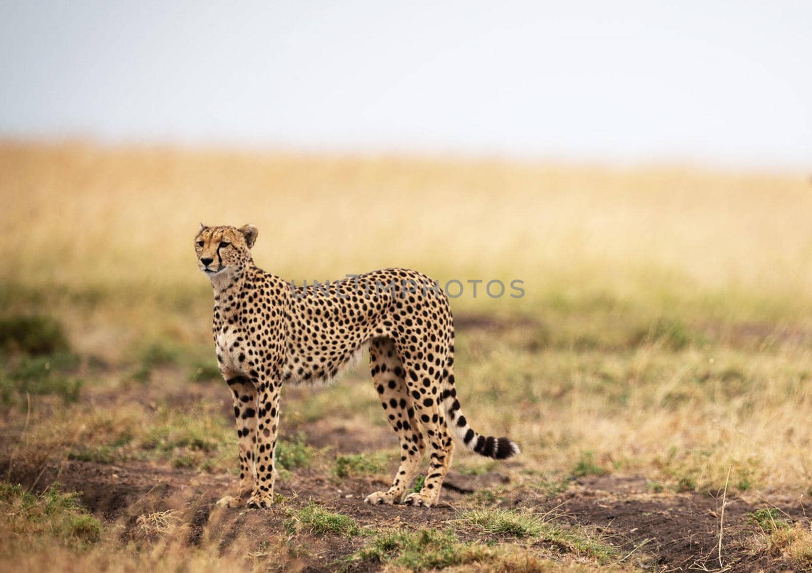 Beautiful cheetah in Wildlife