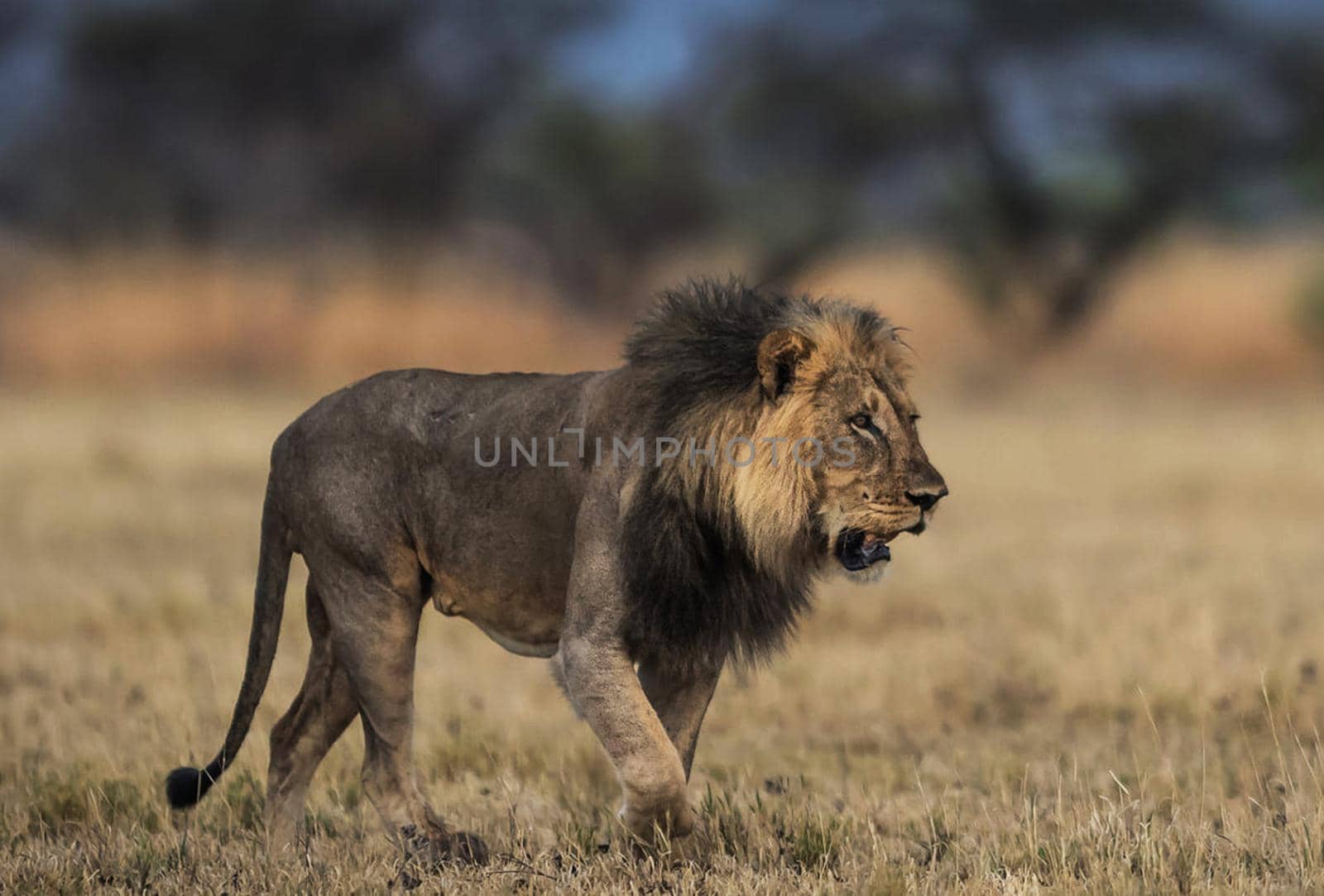 Beautiful lion in the nature