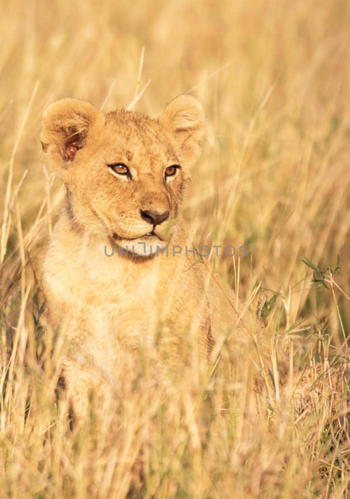 Beautiful lioness in the nature