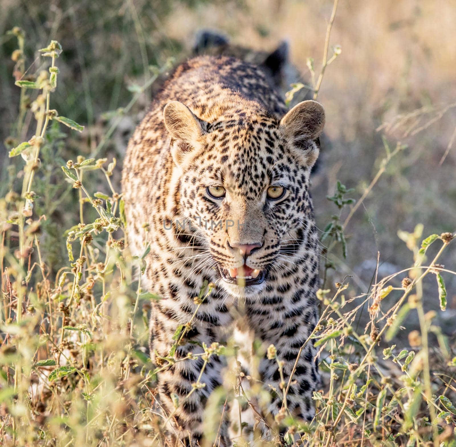 Leopard in the nature by TravelSync27