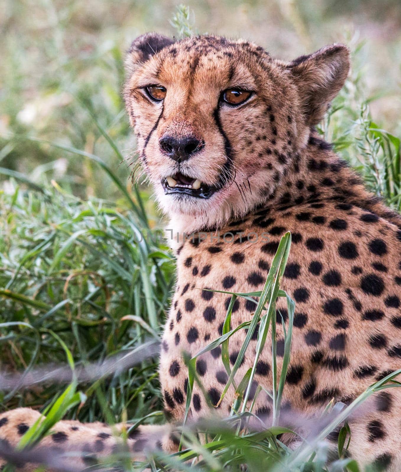 Beautiful cheetah in Wildlife