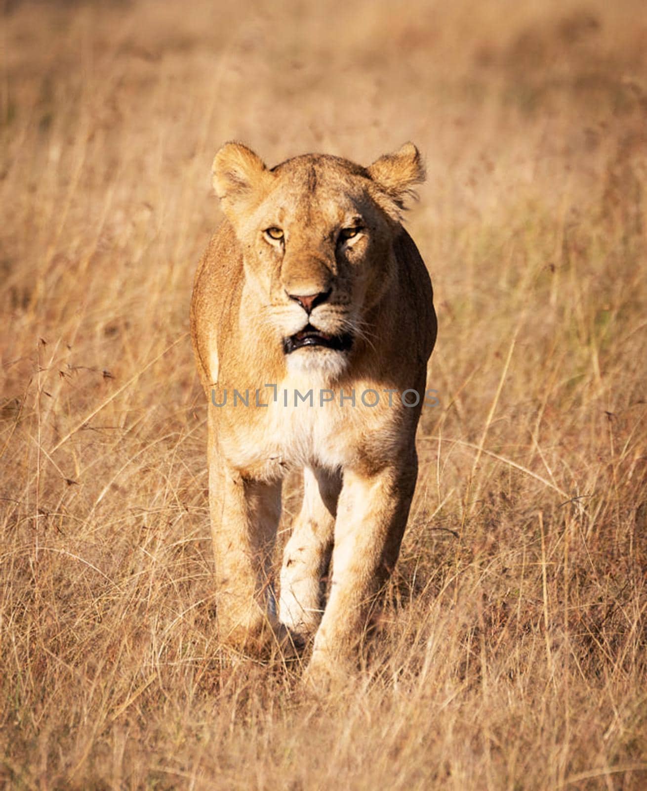 Beautiful lioness in the nature