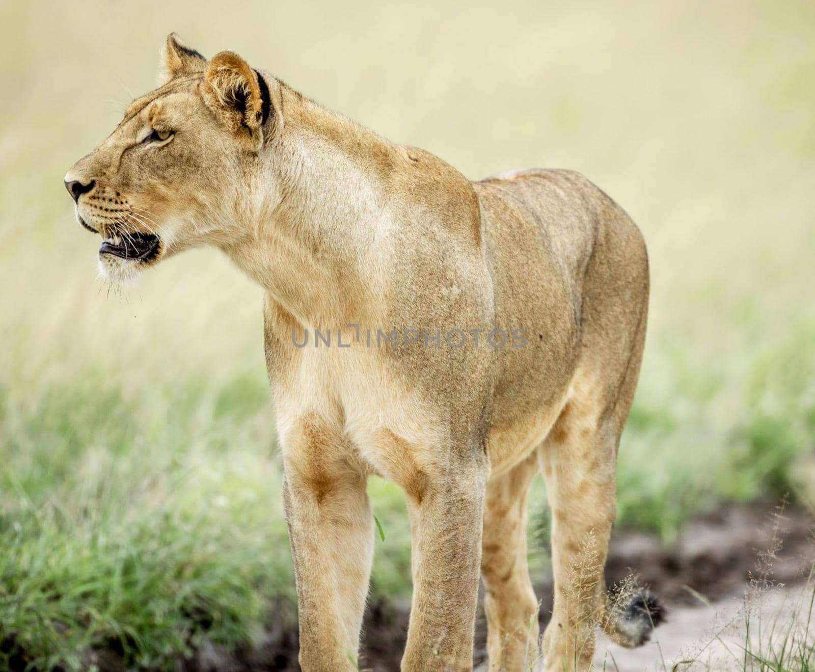 Beautiful lioness in the nature