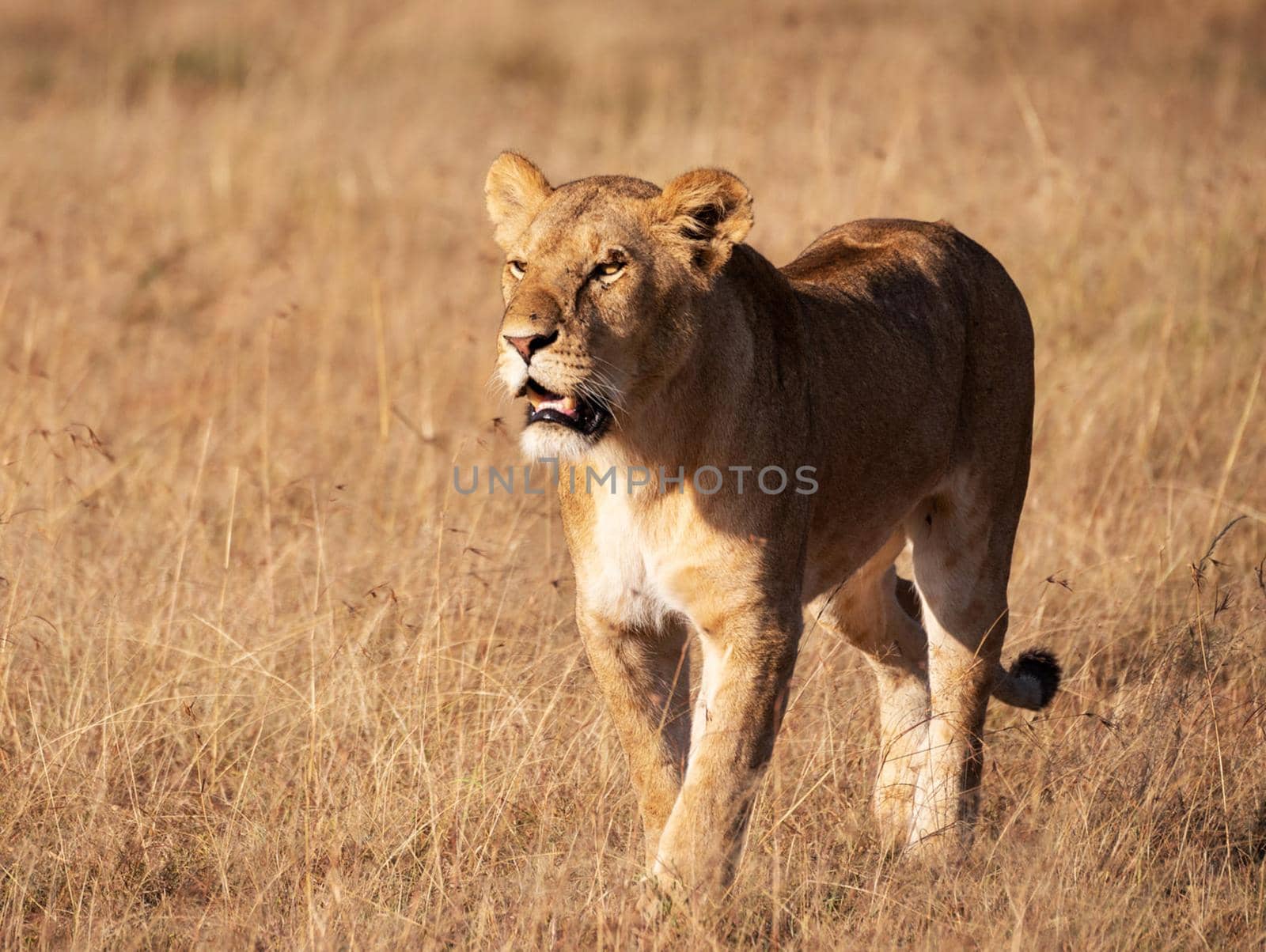 Beautiful lioness in the nature