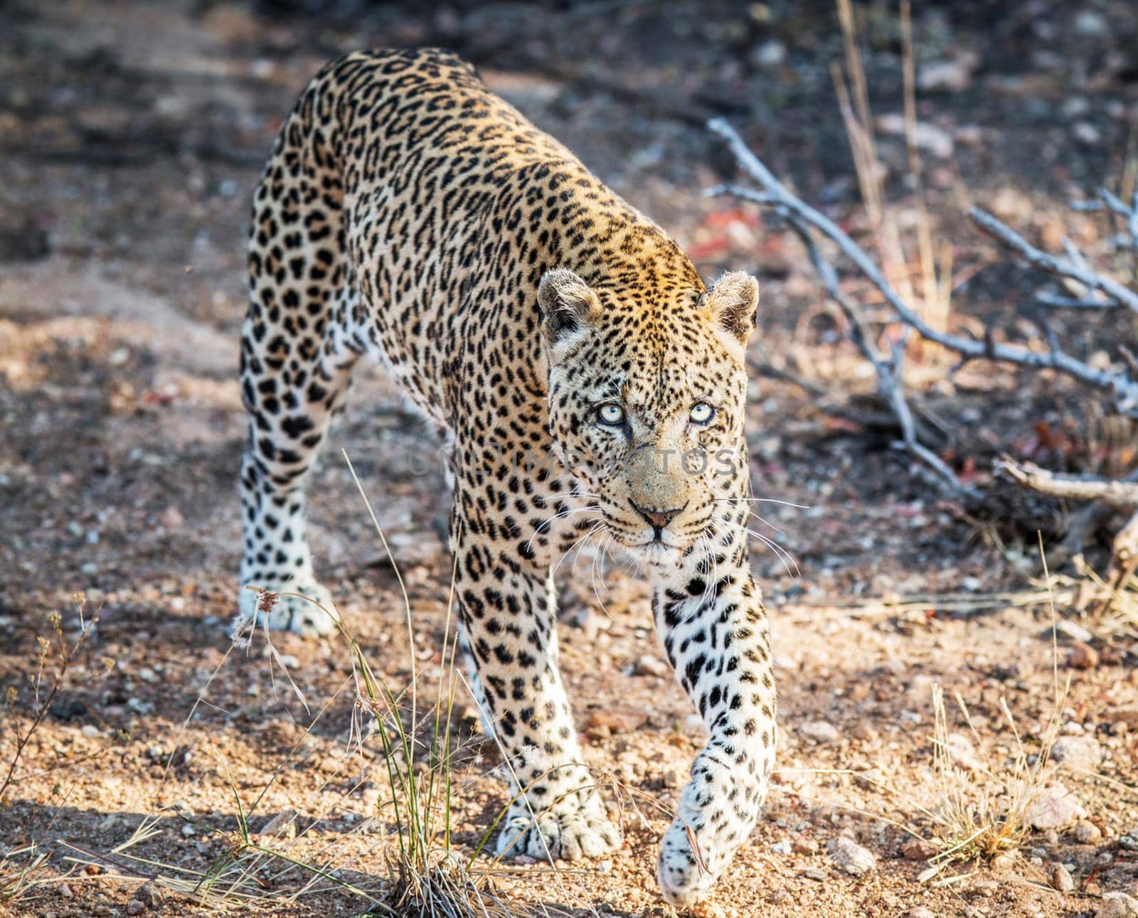 Beautiful portrait of a leopard