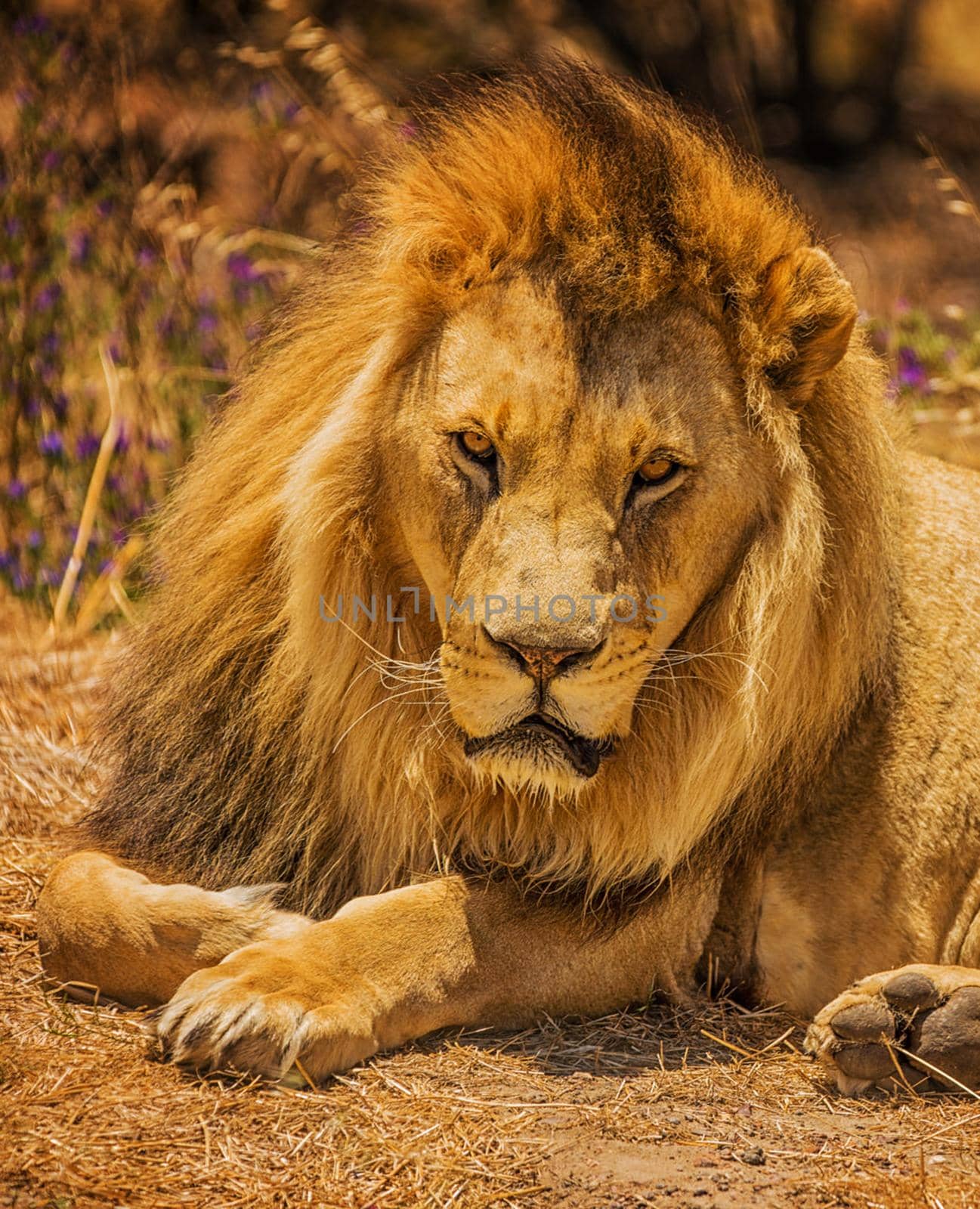 Beautiful lion in the nature