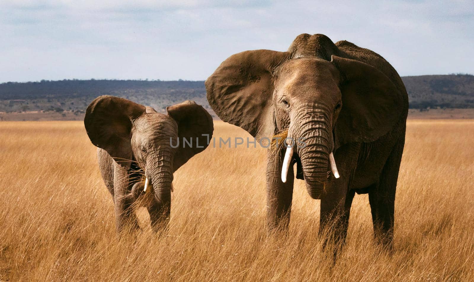 Elephant in Wildlife