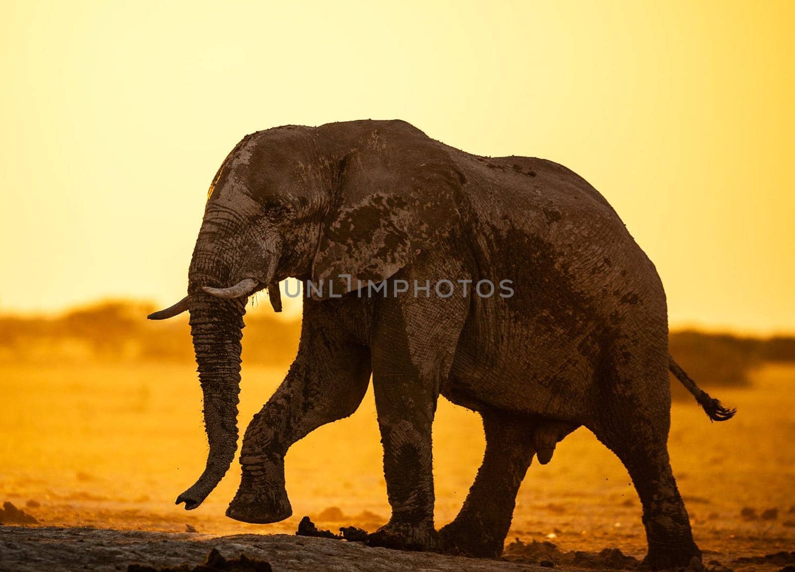 Elephant in Wildlife