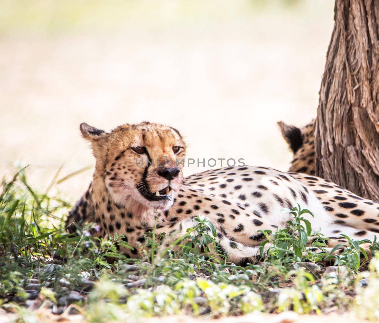 Beautiful cheetah in Wildlife