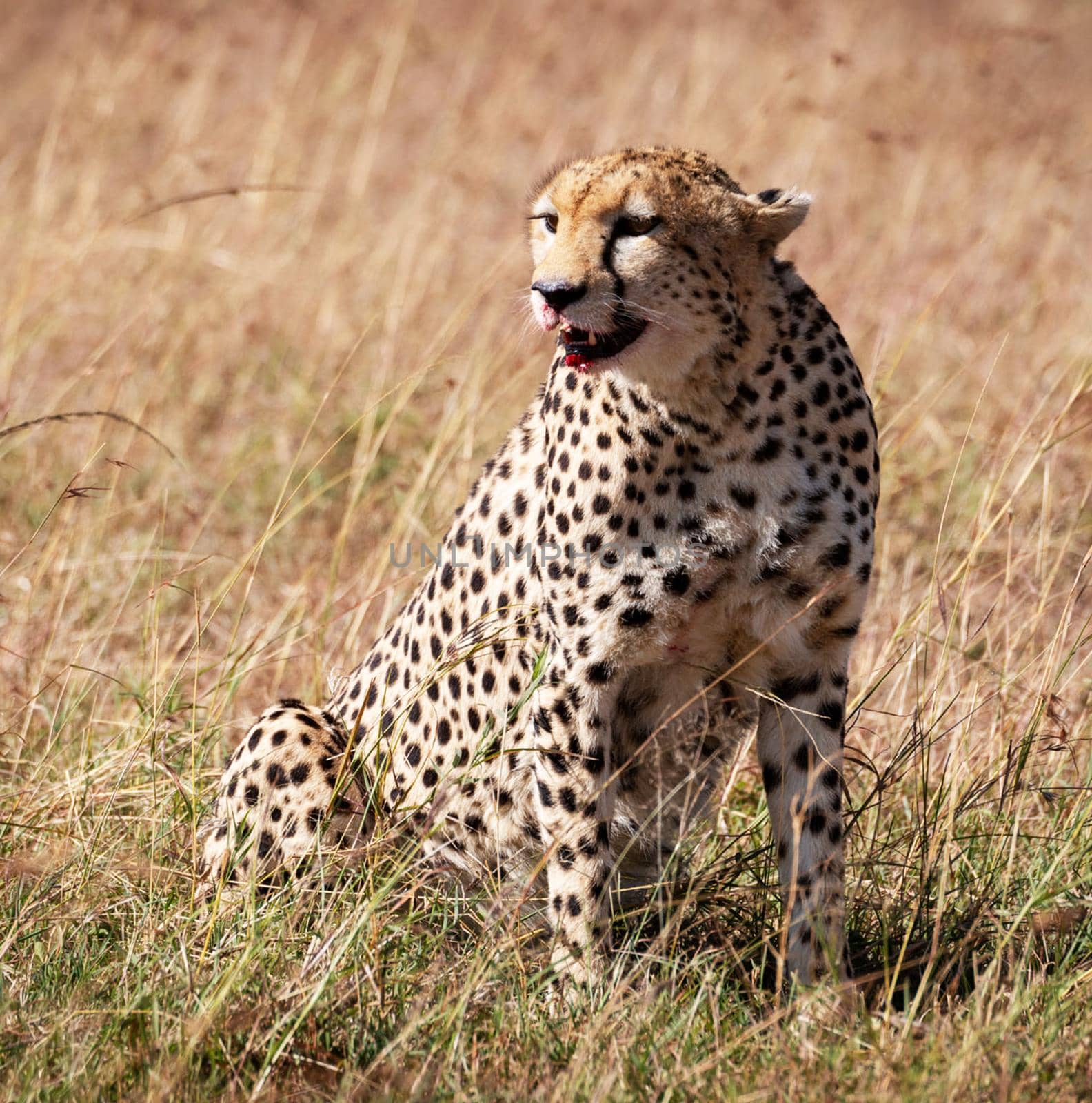 Beautiful cheetah in Wildlife