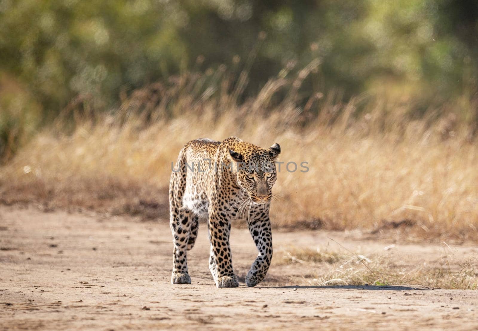 Beautiful portrait of a leopard