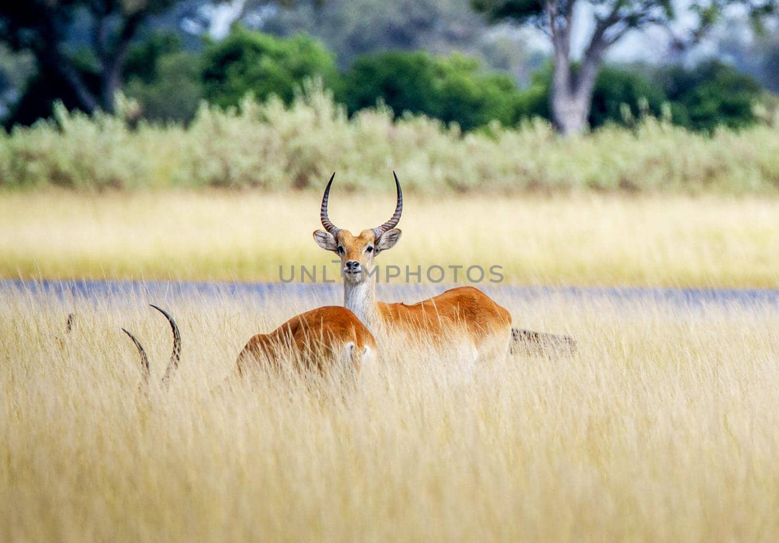 Beautiful Wild animal  in the nature