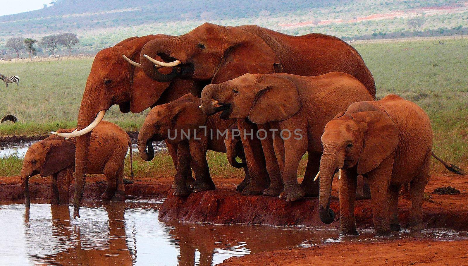 Beautiful Elephant  in national park