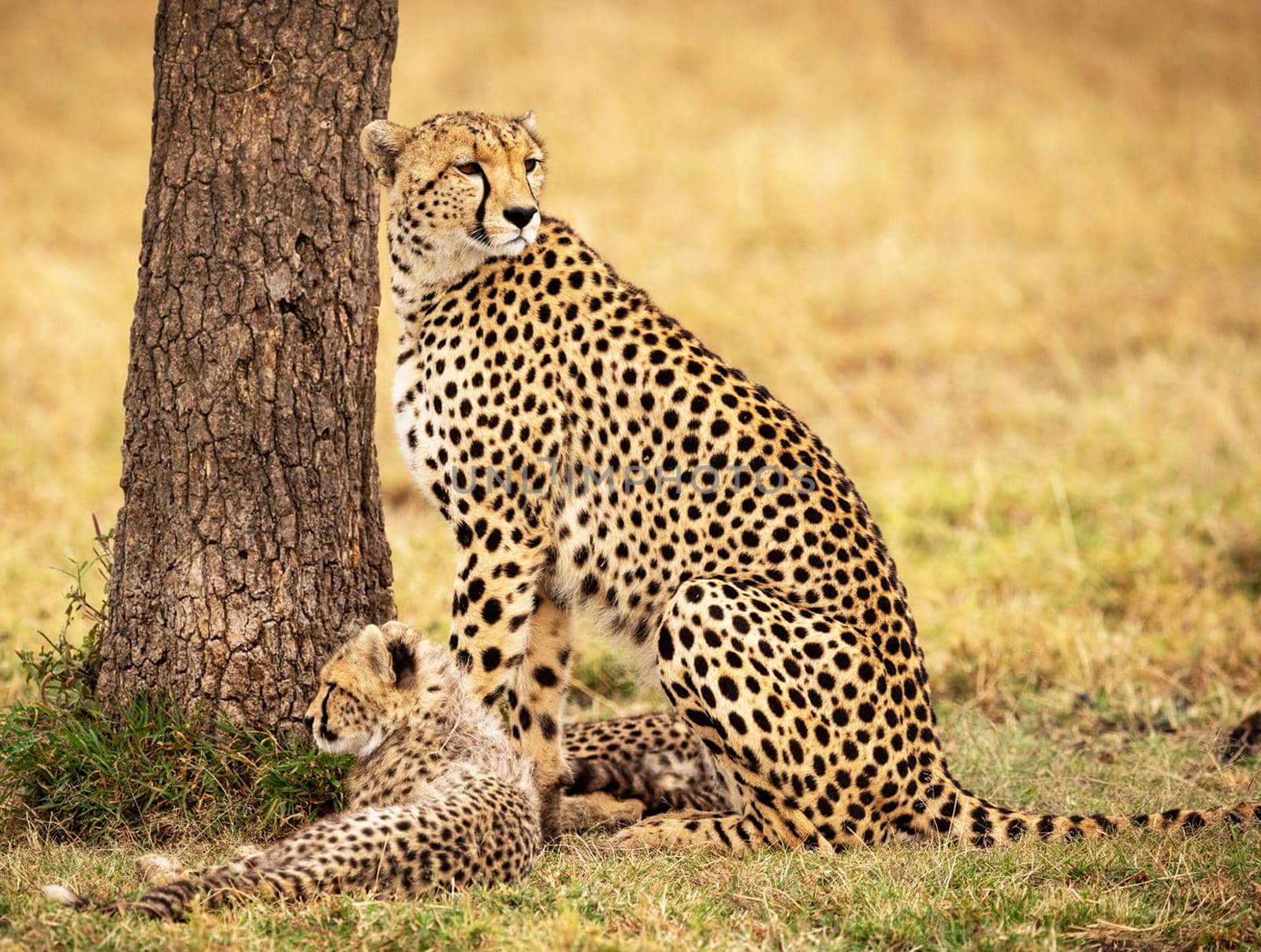 Beautiful cheetah in Wildlife