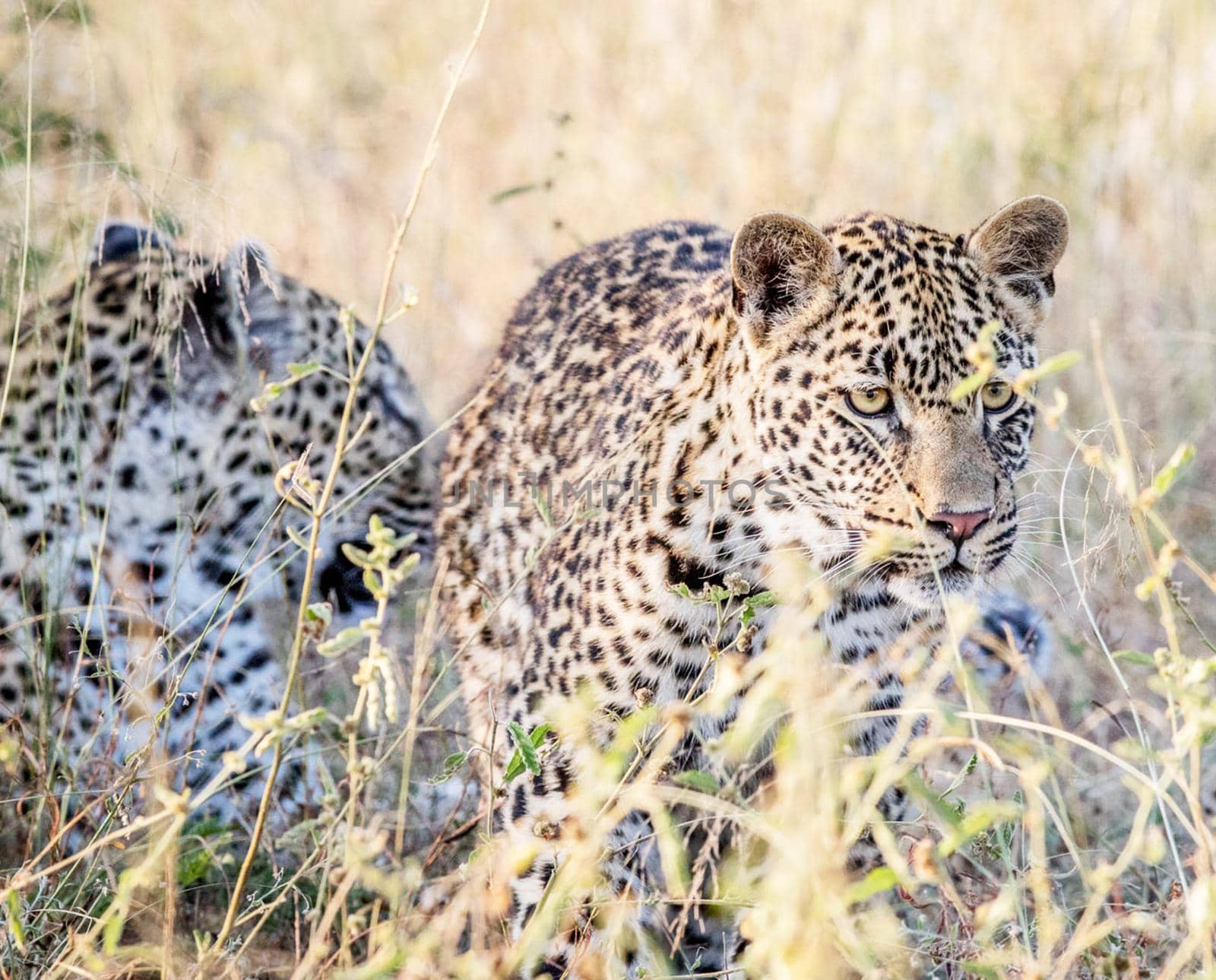 Beautiful portrait of a leopard