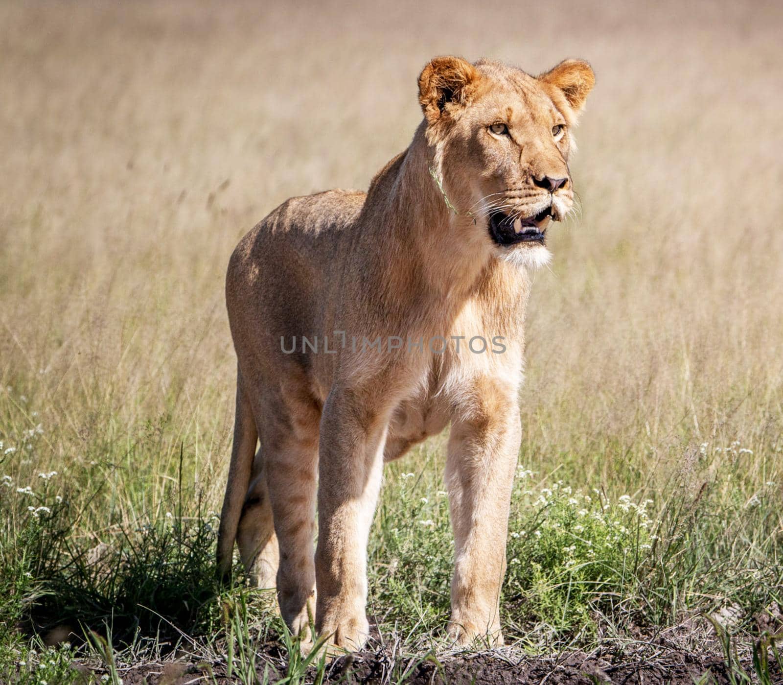 Beautiful lioness in the nature