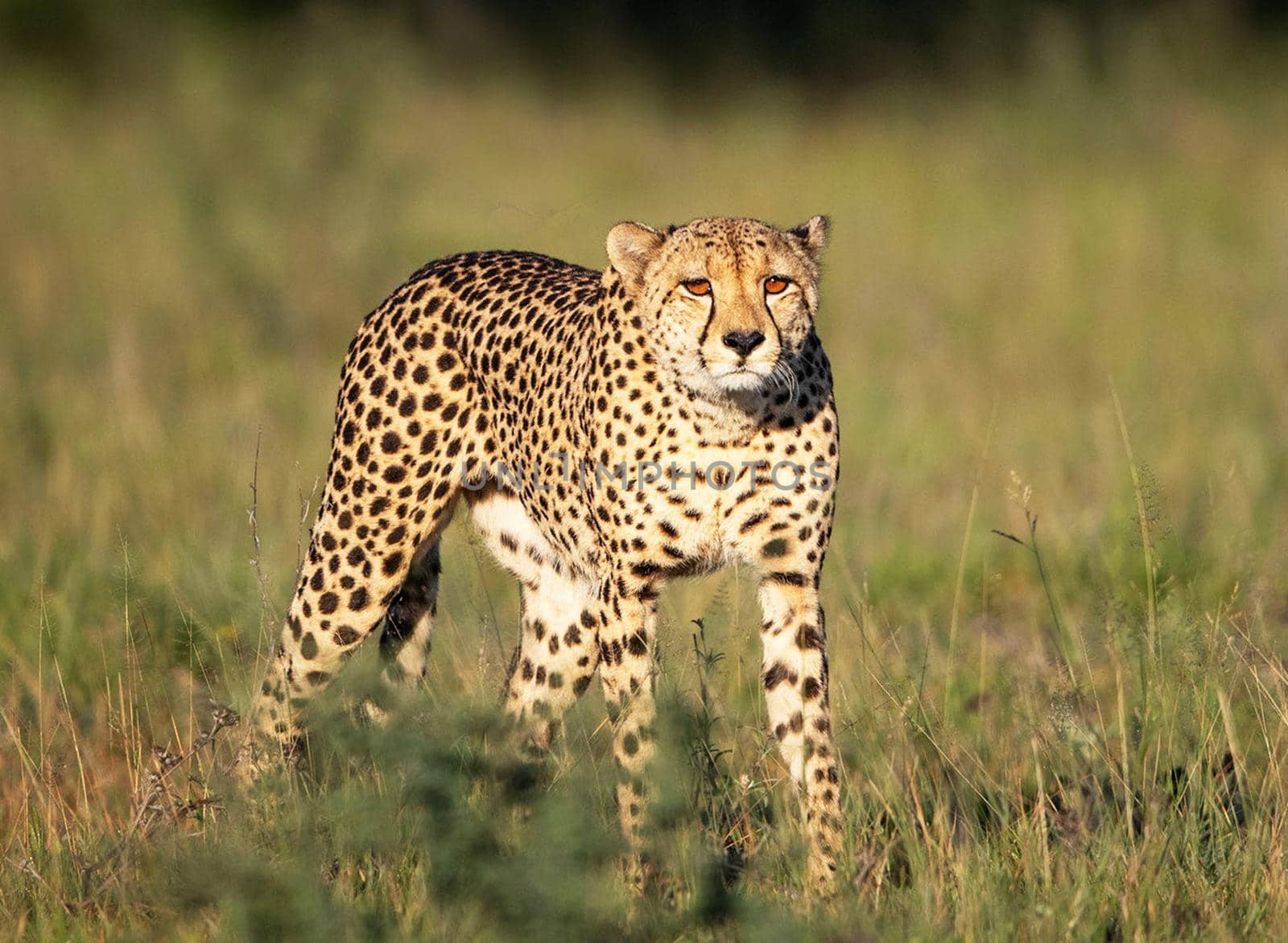 Beautiful cheetah in Wildlife