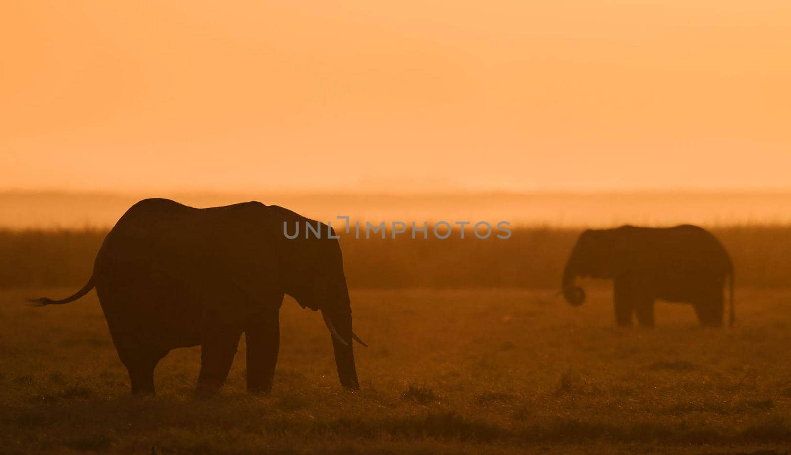 Elephant in Wildlife