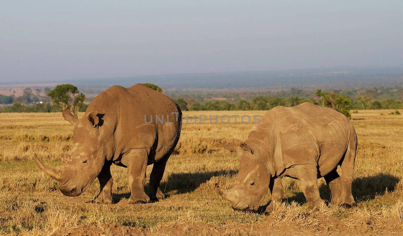 Beautiful Elephant  in national park