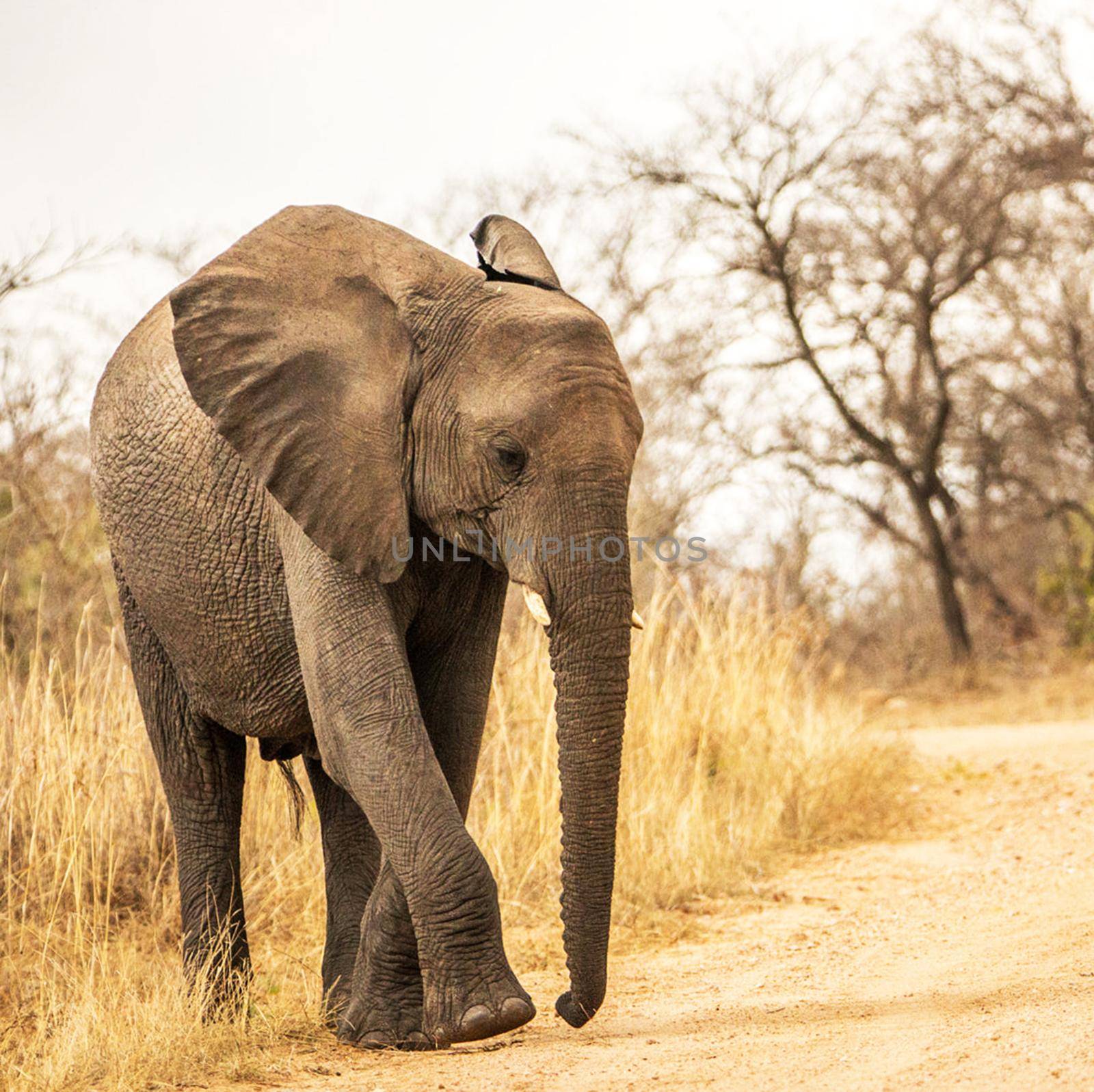 Beautiful Elephant  in national park