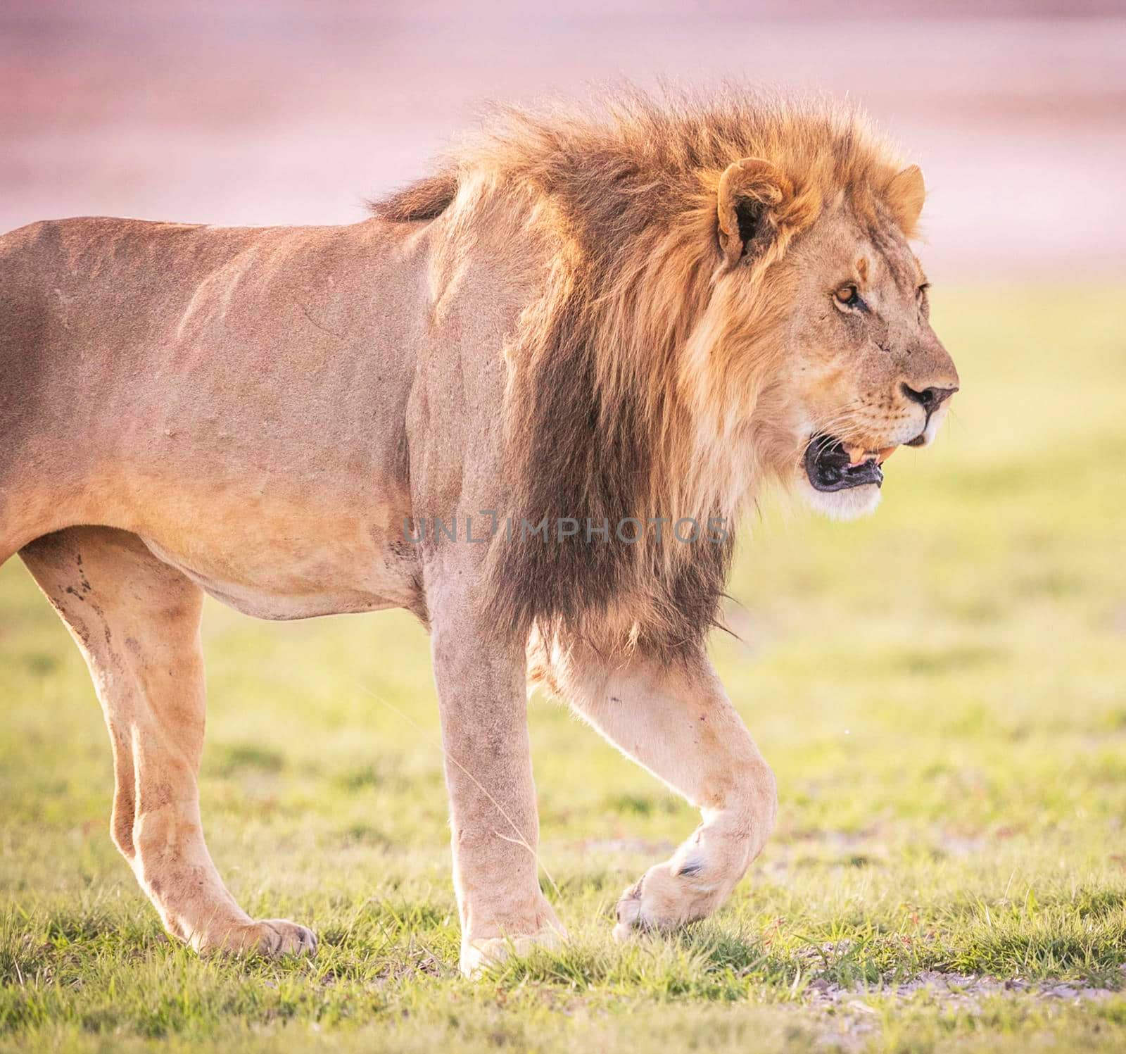 Beautiful lion in the nature