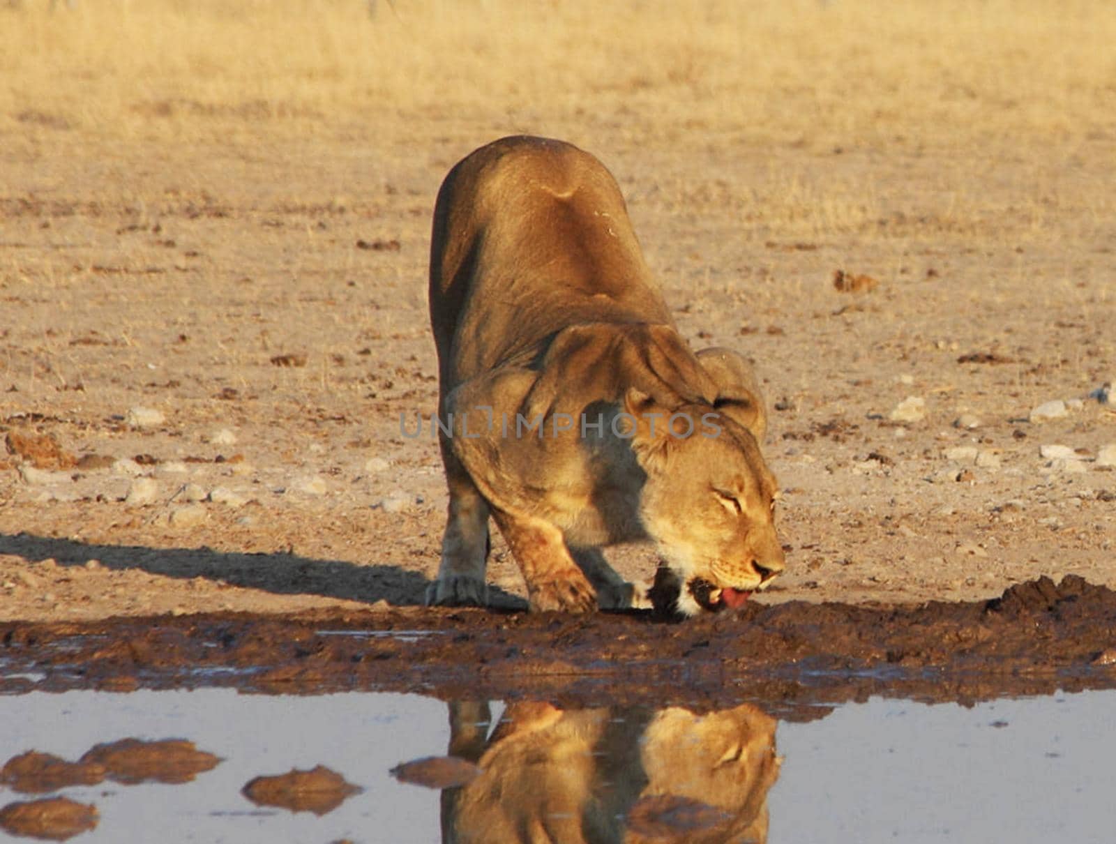 Beautiful lioness in the nature