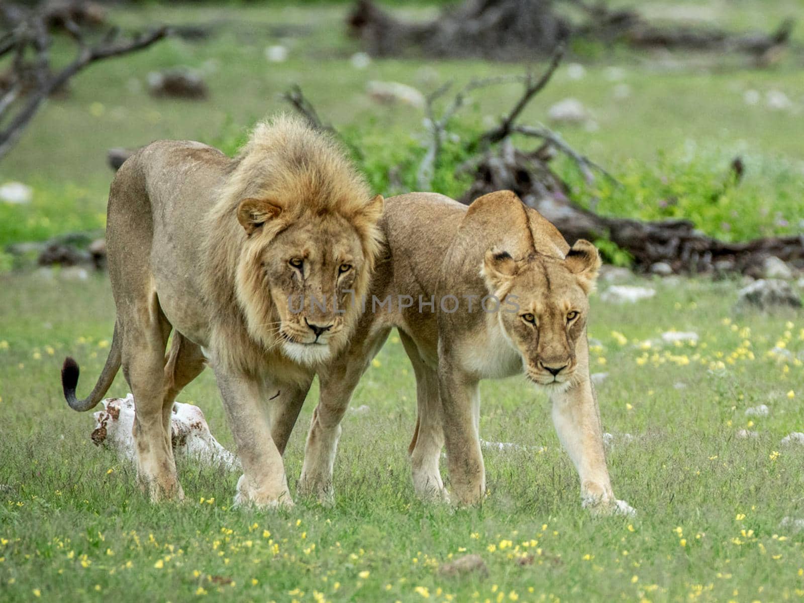 Beautiful lion in the nature