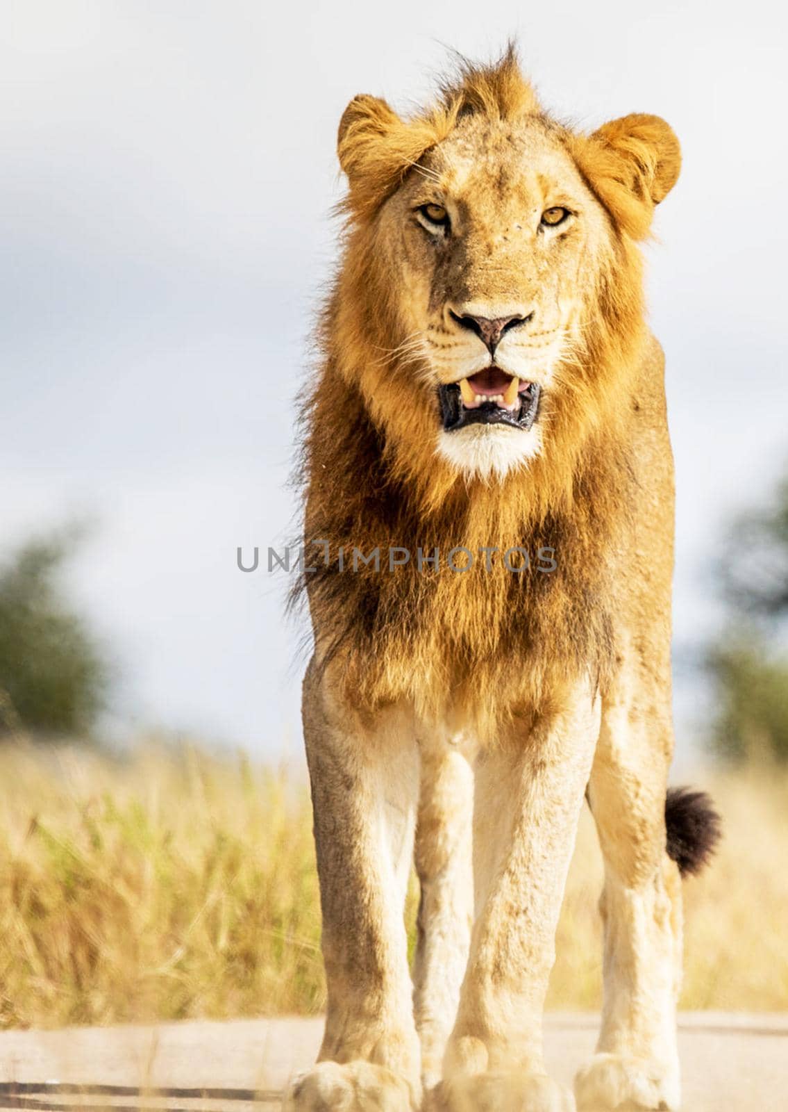 Beautiful lion in the nature