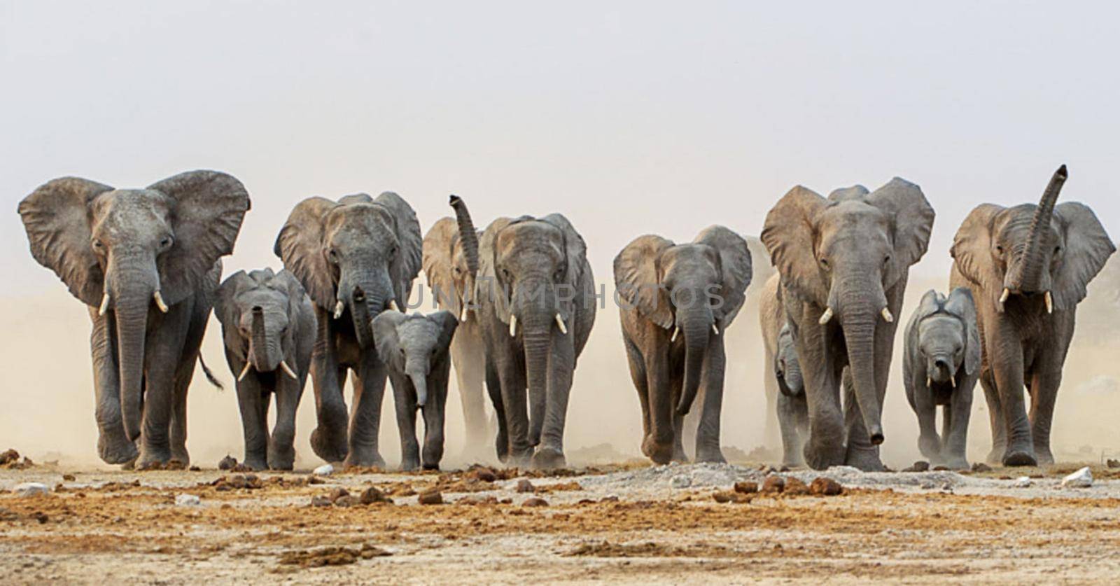 Beautiful Elephant  in national park