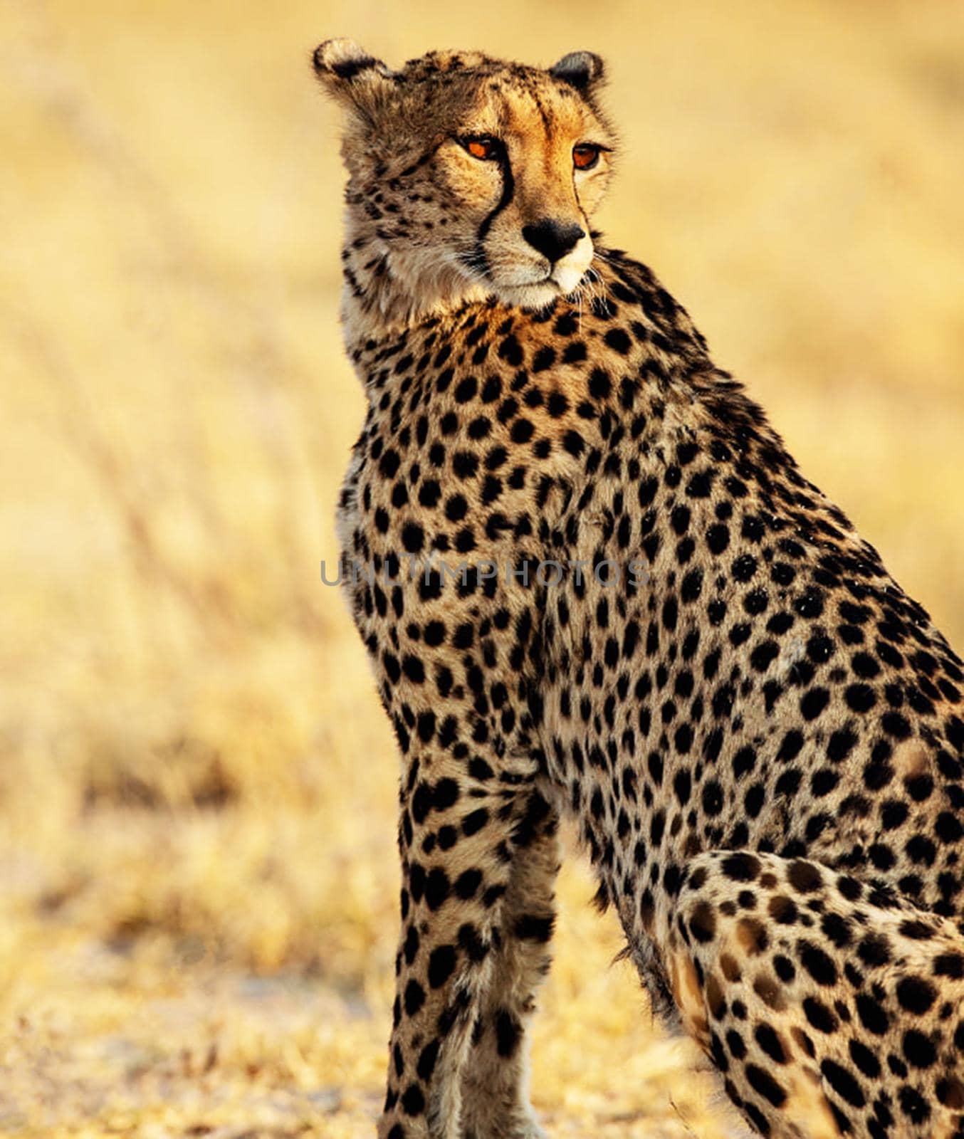 Beautiful cheetah in Wildlife