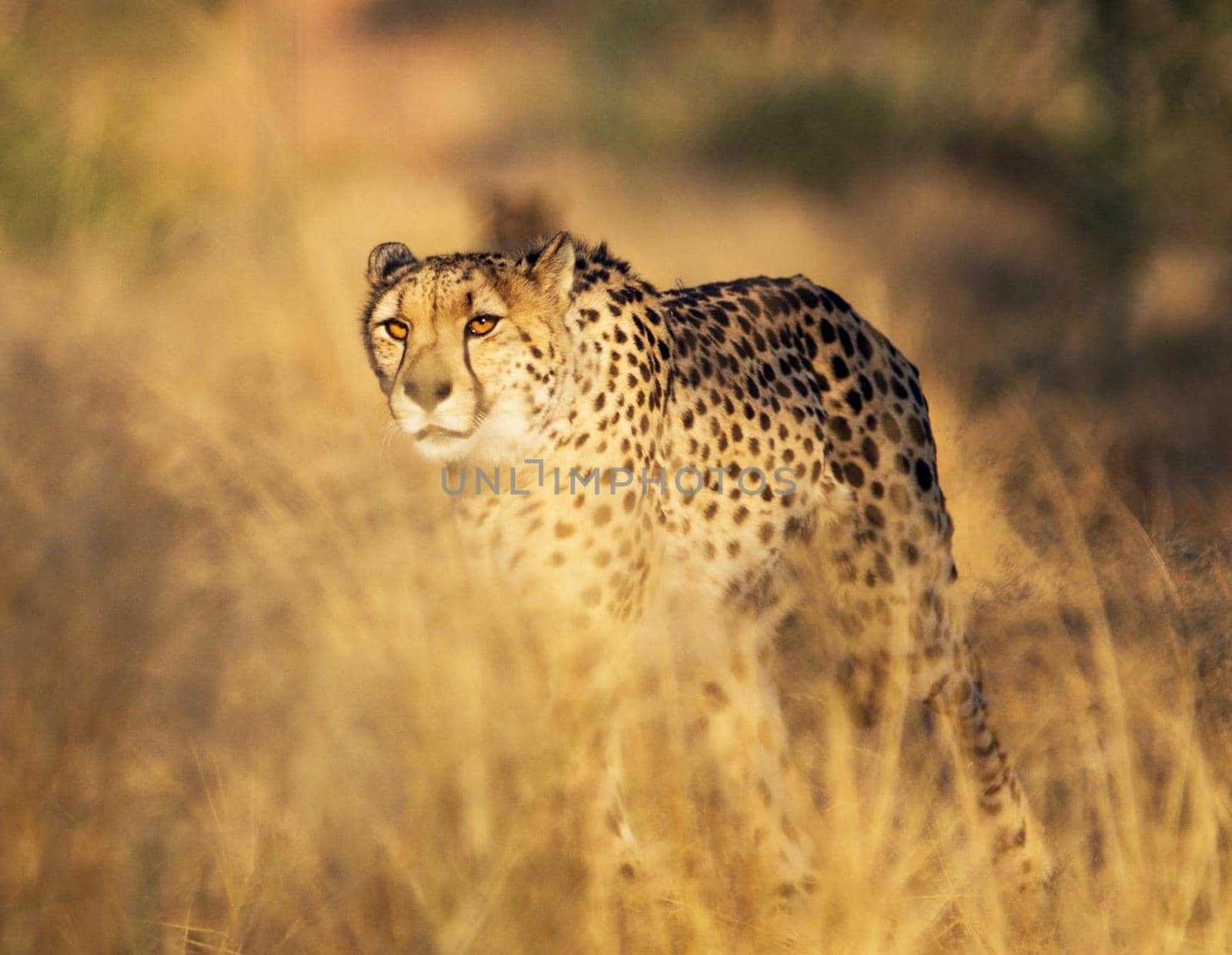 Beautiful cheetah in Wildlife