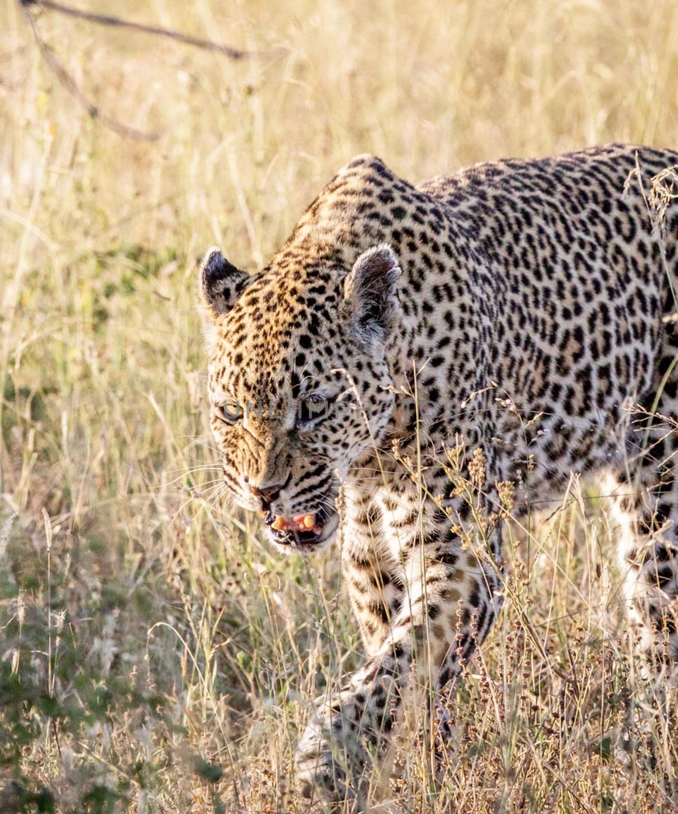 Beautiful portrait of a leopard