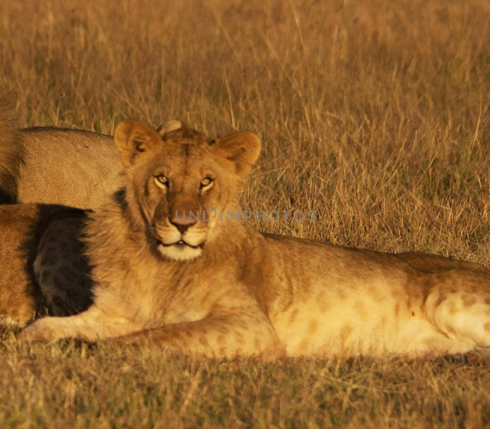 Beautiful lioness in the nature