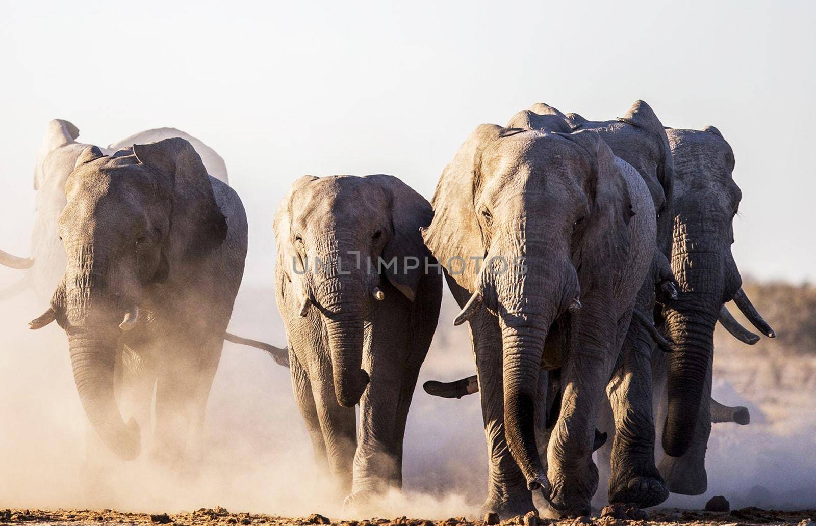 Beautiful Elephant  in national park