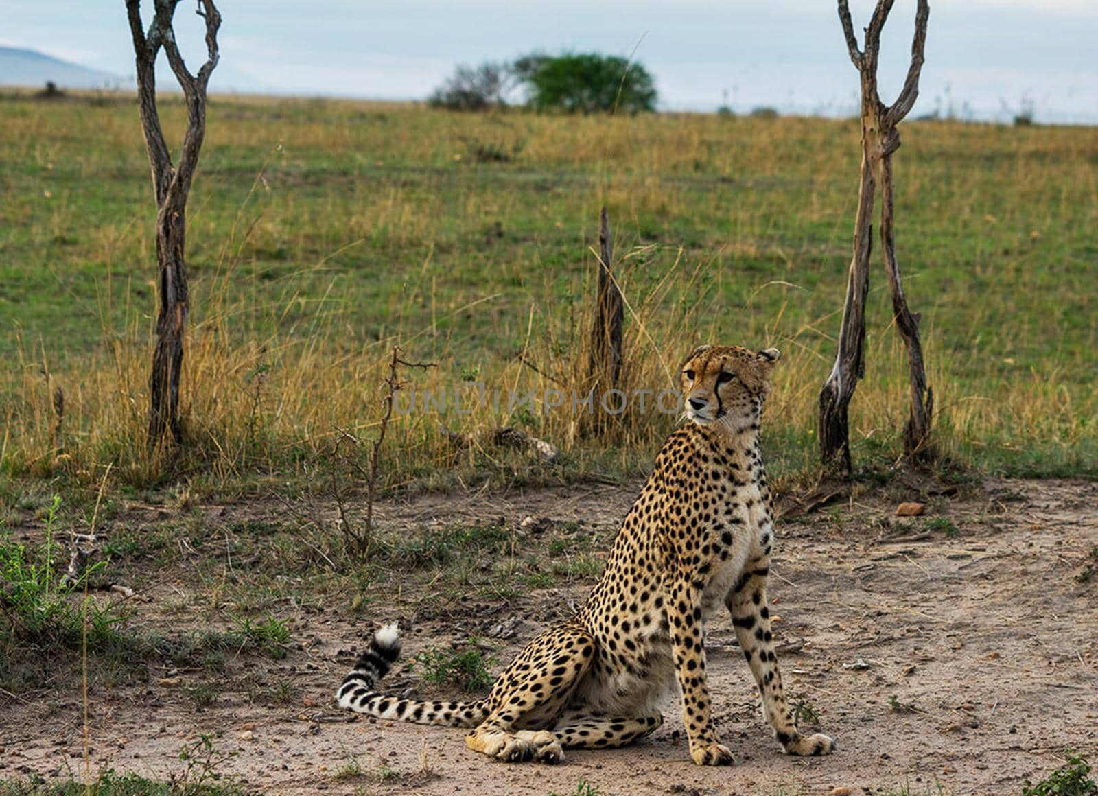 Beautiful cheetah in Wildlife