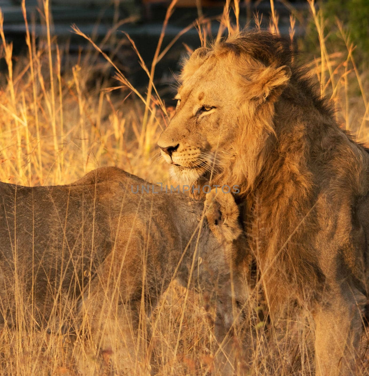 Beautiful lion in the nature