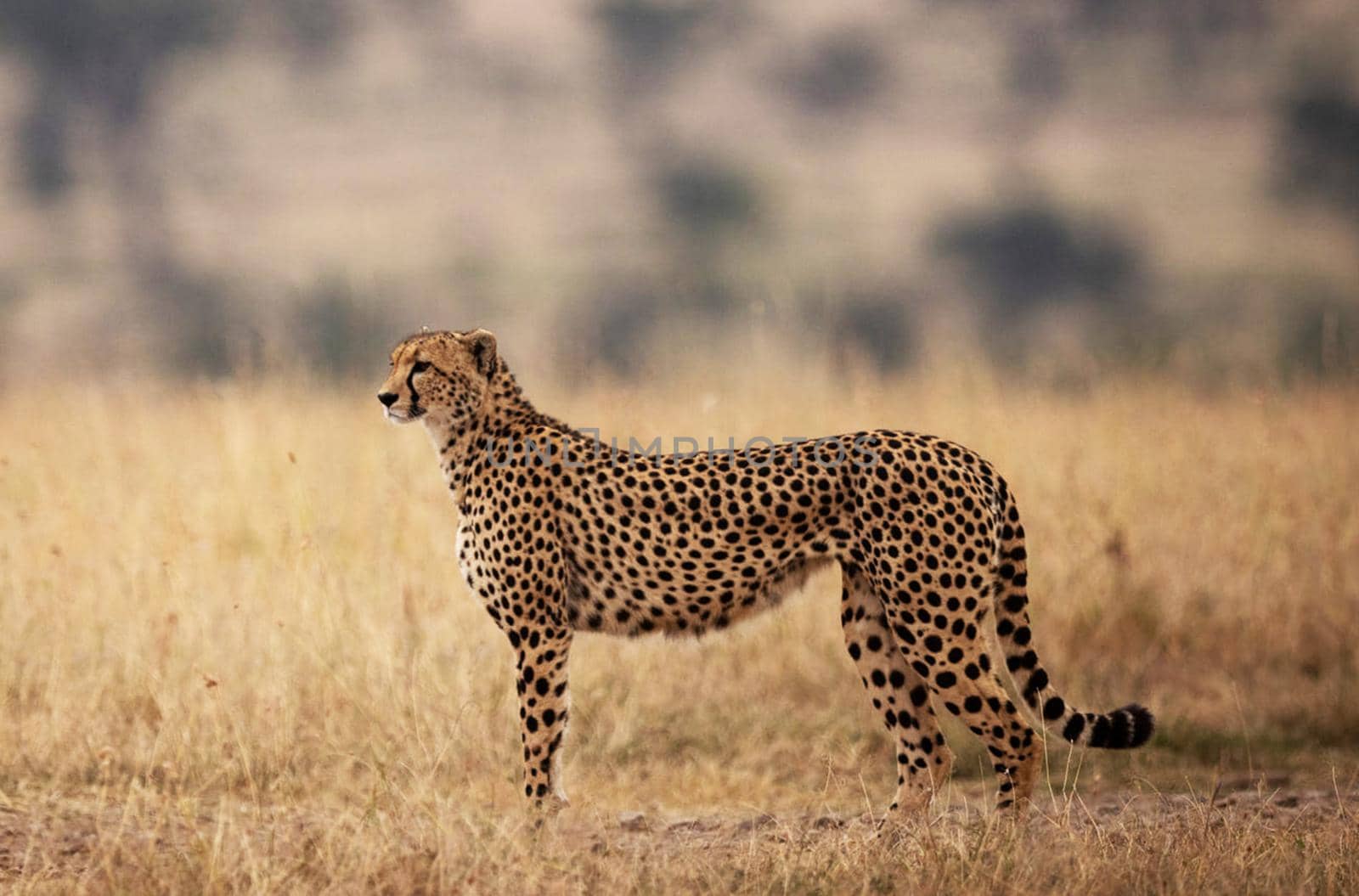 Beautiful cheetah in Wildlife