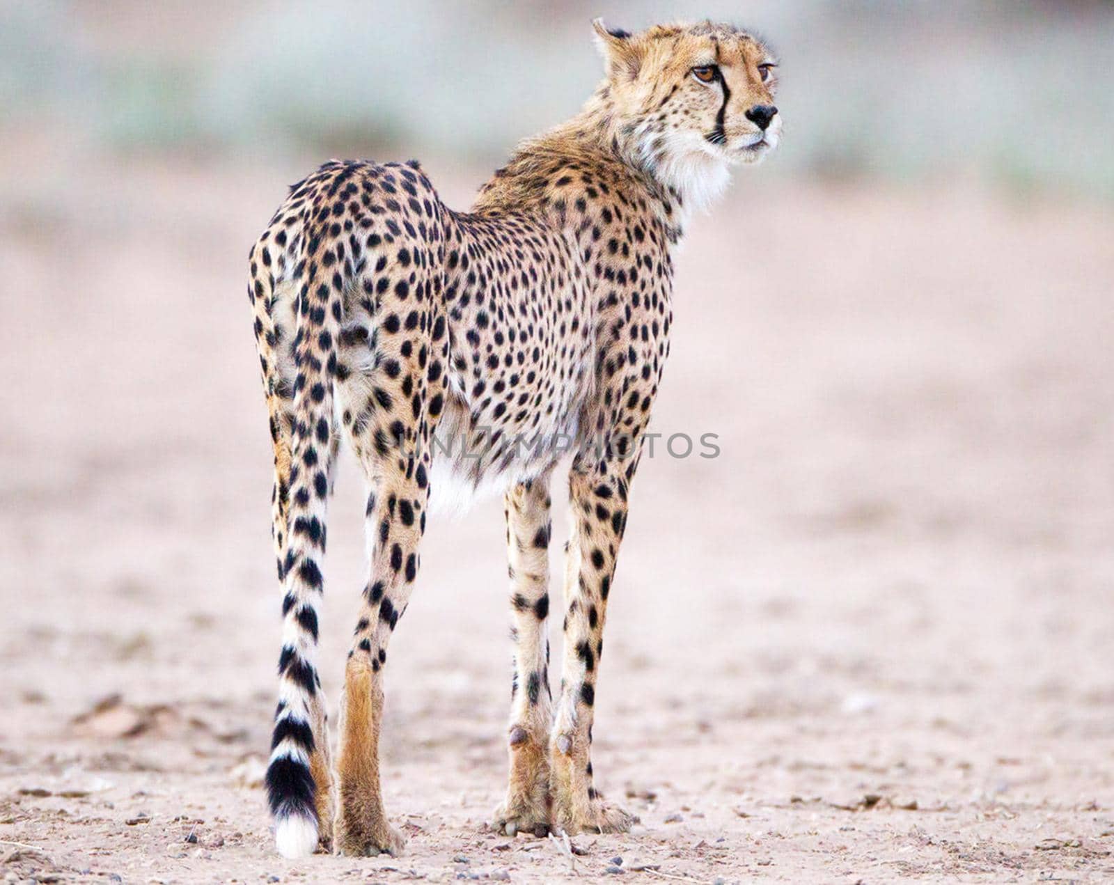 Beautiful cheetah in Wildlife