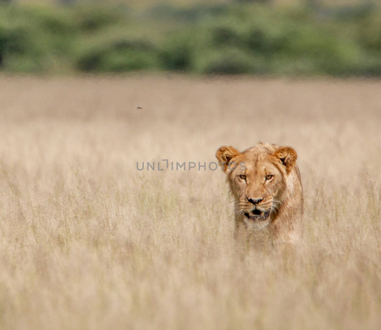 Beautiful lioness in the nature