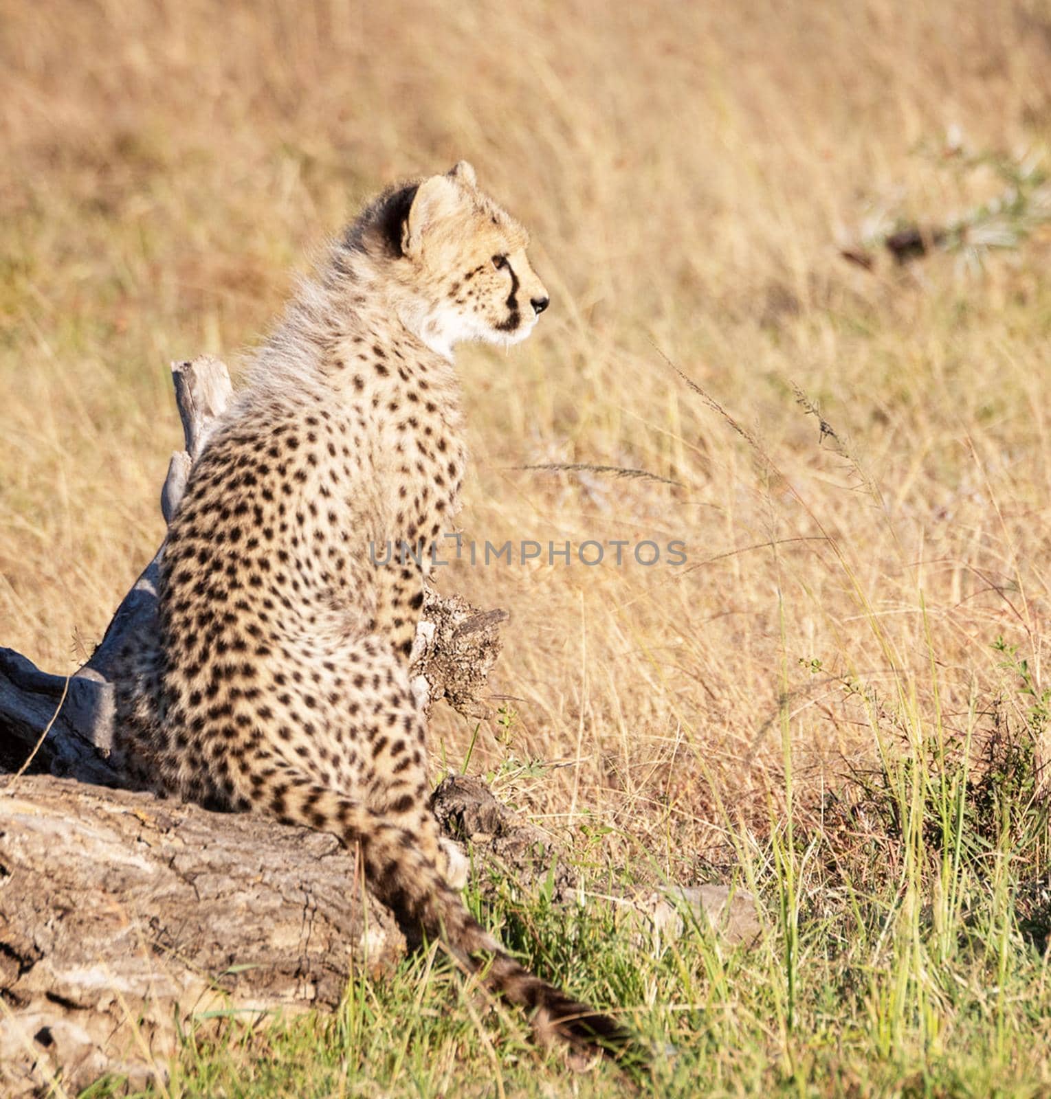 Beautiful cheetah in Wildlife