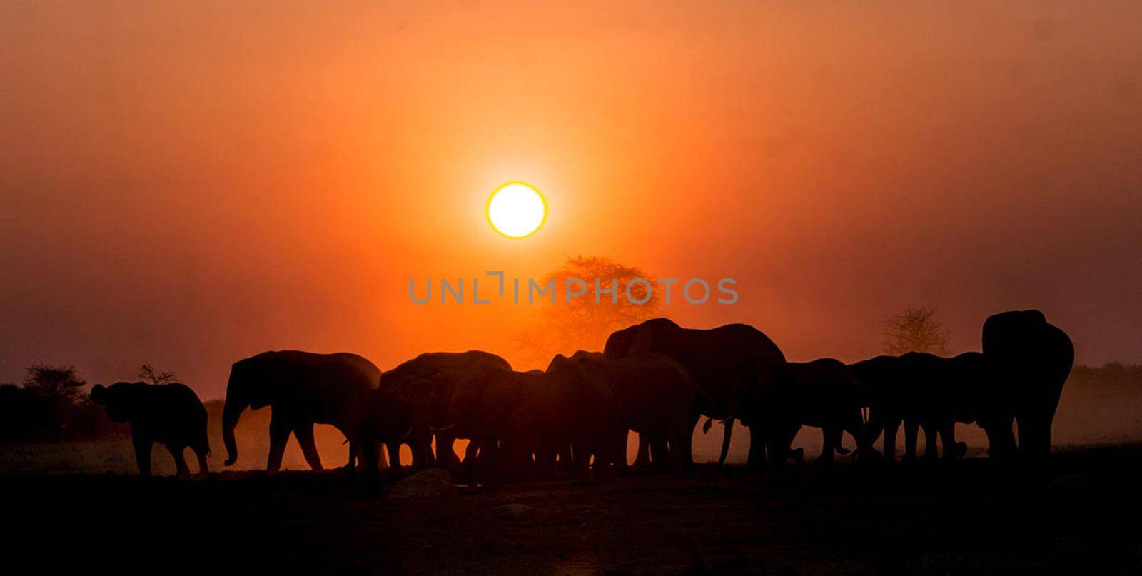 Beautiful Elephant  in national park