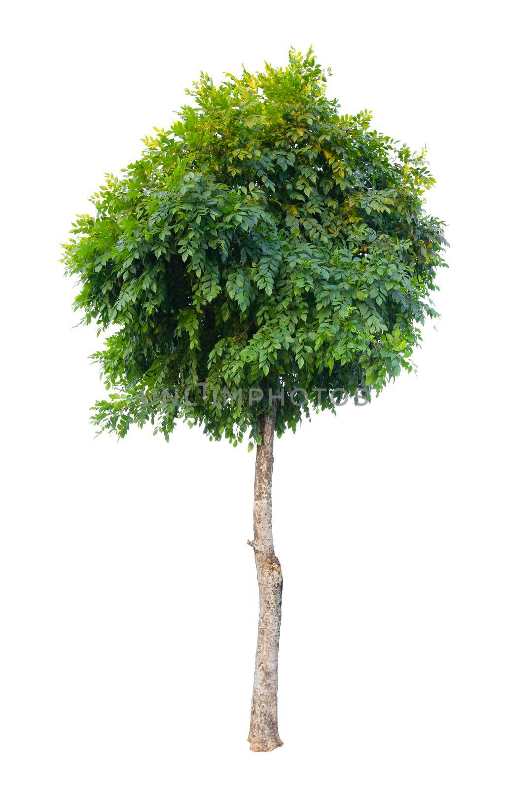 The Single Tree isolated on white background, With Clipping path.