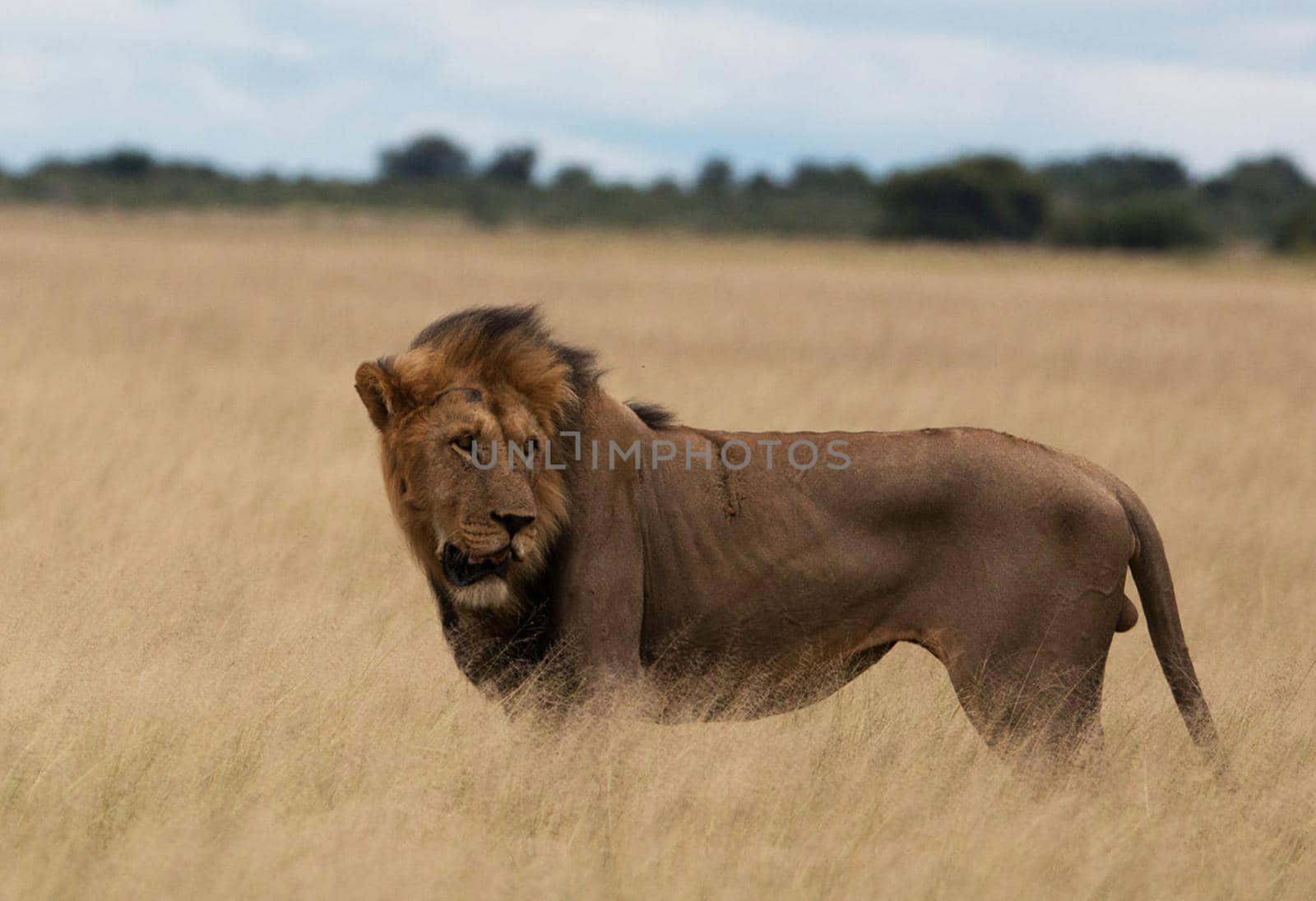 Beautiful lion in the nature