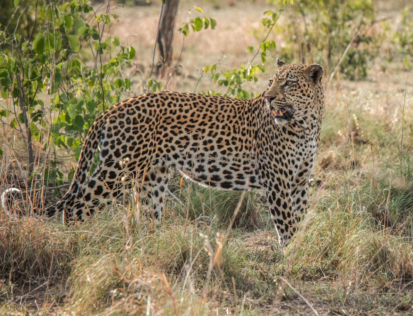 Beautiful portrait of a leopard